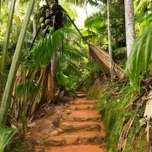 Vallée de Mai Nature Reserve