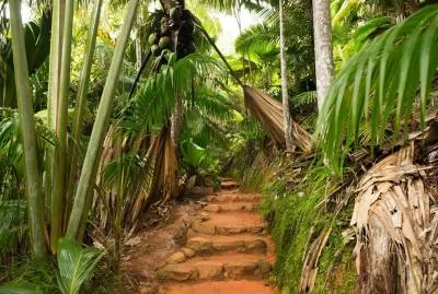 Vallée de Mai Nature Reserve