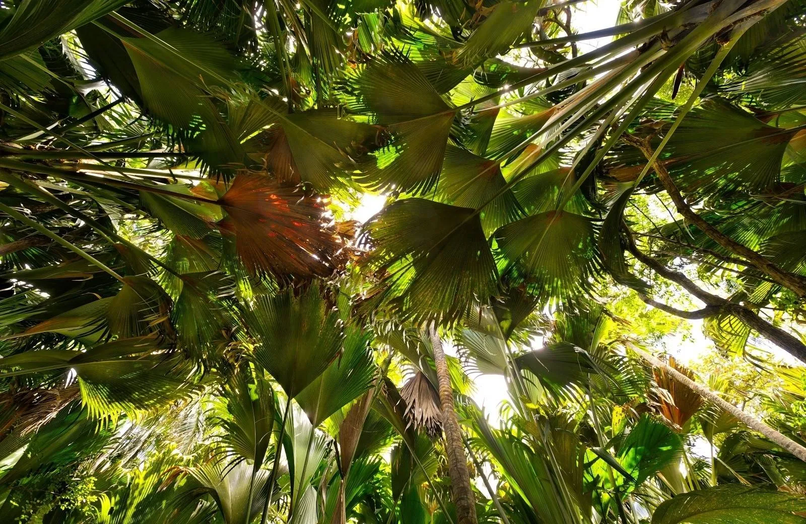 Vallée de Mai Nature Reserve
