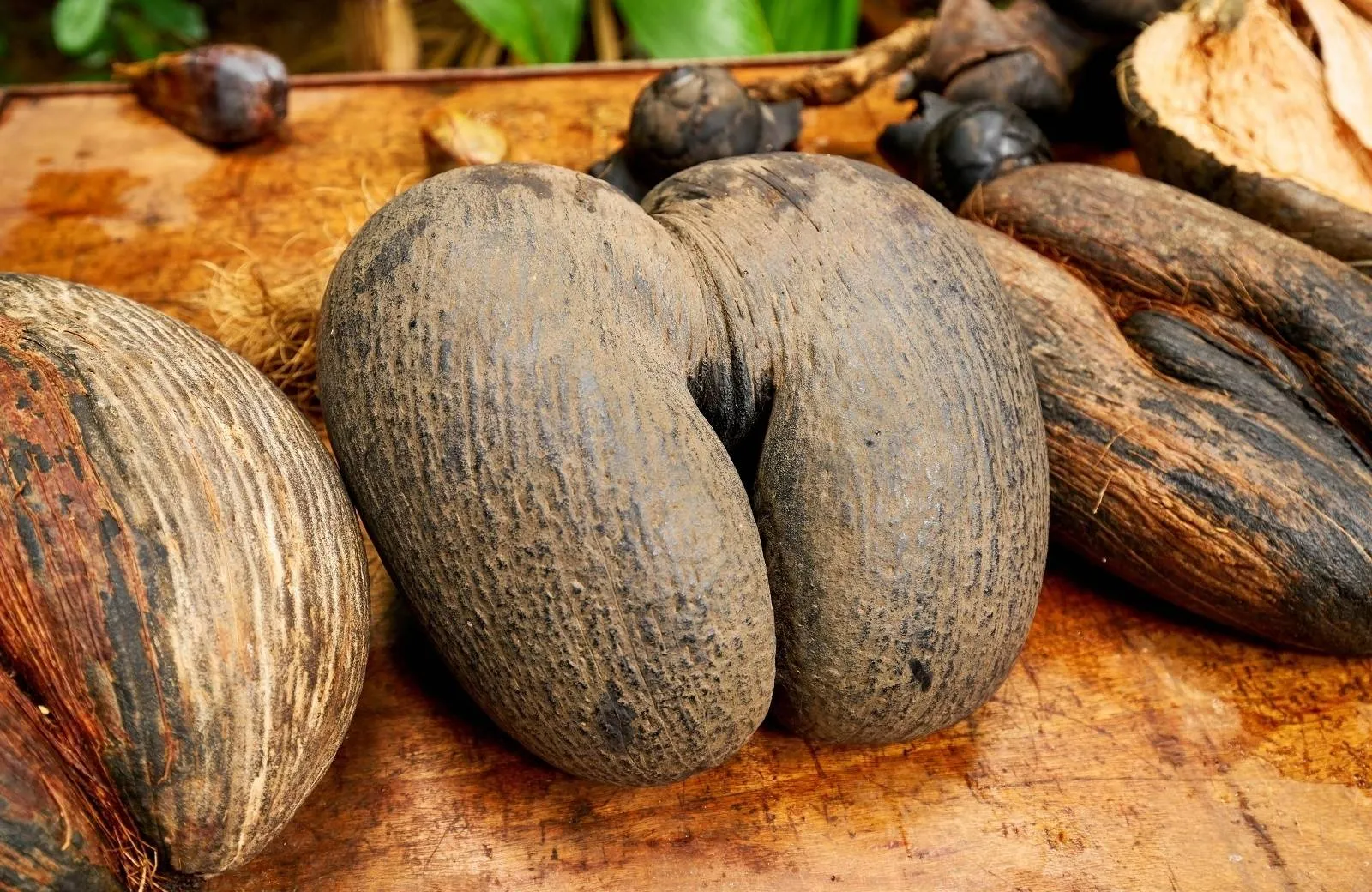 Vallée de Mai Nature Reserve