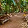Vallée de Mai Nature Reserve