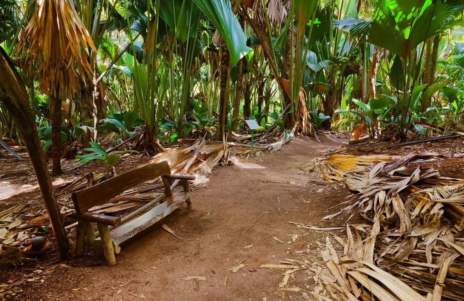 Vallée de Mai Nature Reserve