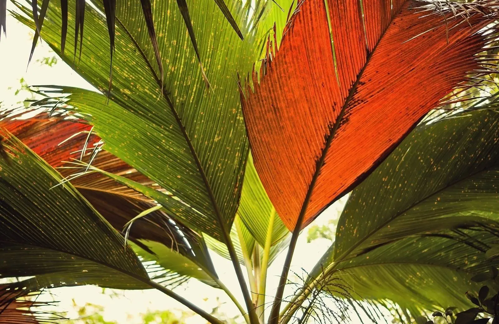Vallée de Mai Nature Reserve