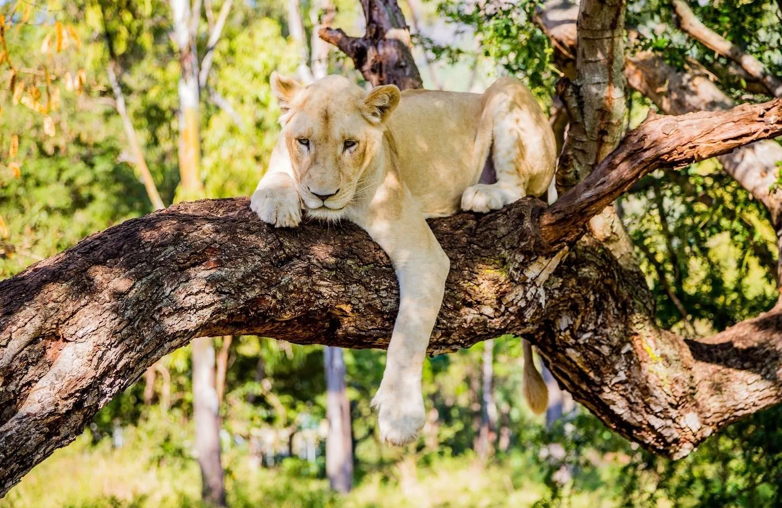 Casela World of Adventures