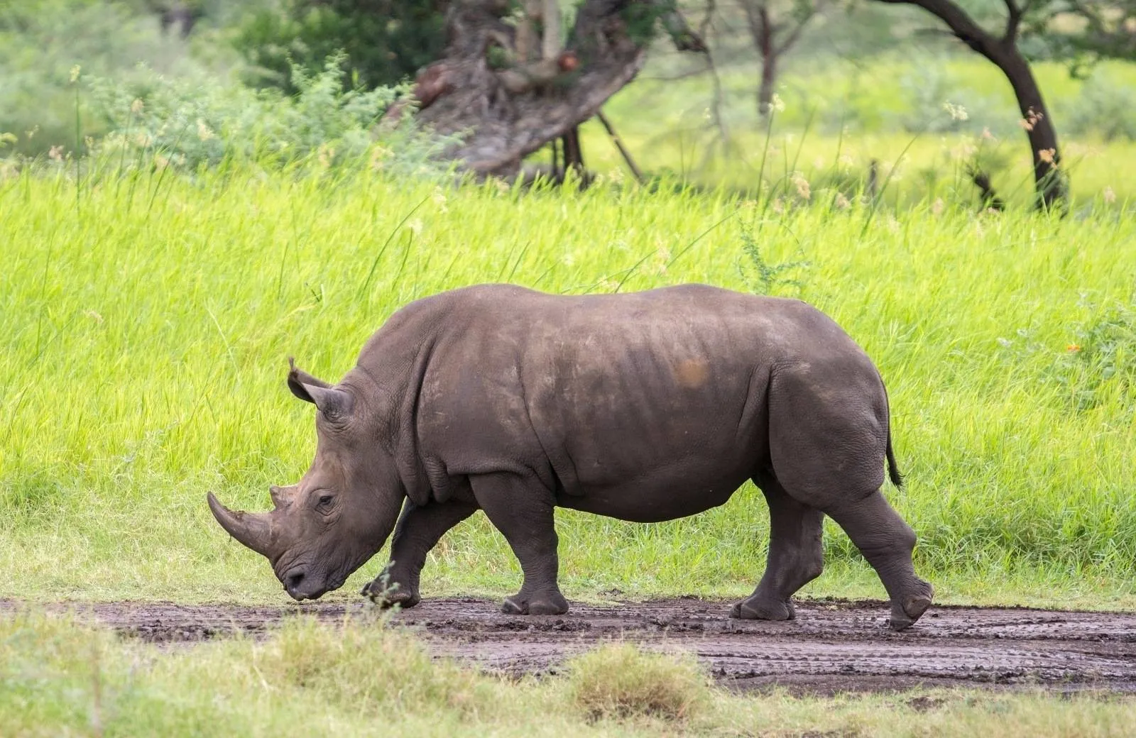 Casela World of Adventures