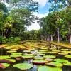 Pamplemousses - Botanical Garden