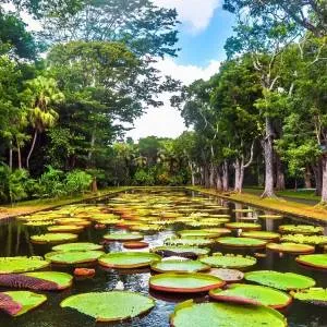 Pamplemousses - Botanical Garden