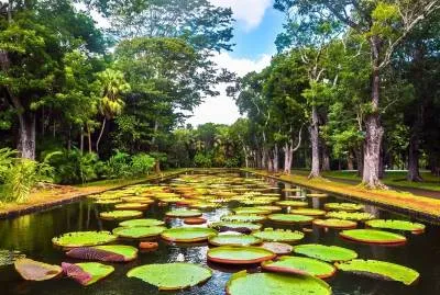 Pamplemousses - Botanical Garden