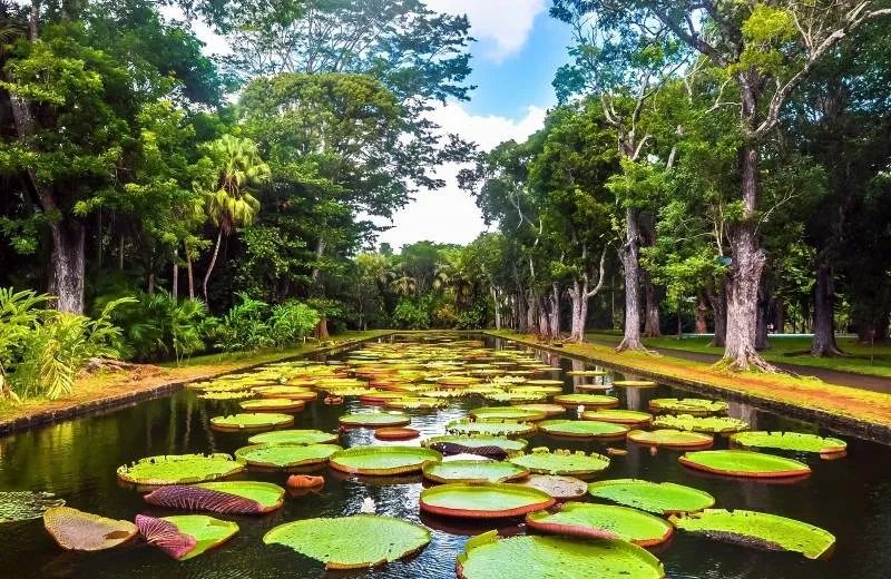 Pamplemousses - Botanical Garden