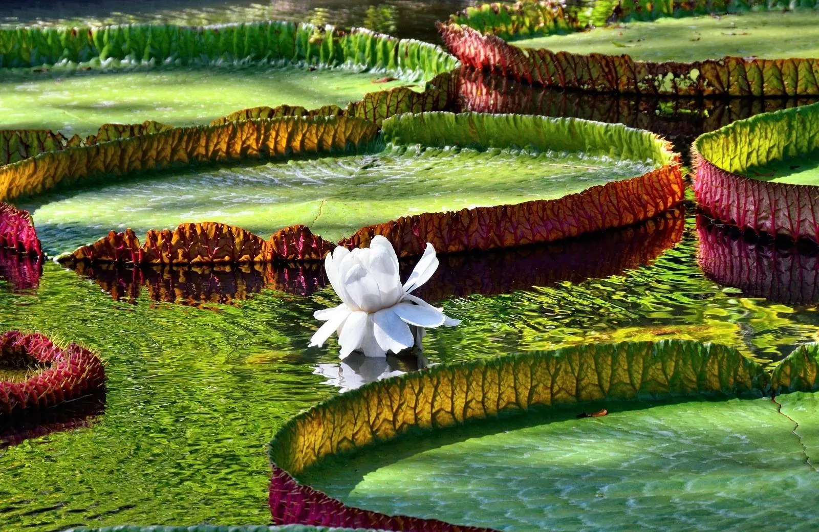 Pamplemousses - Botanical Garden