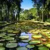 Pamplemousses - Botanical Garden