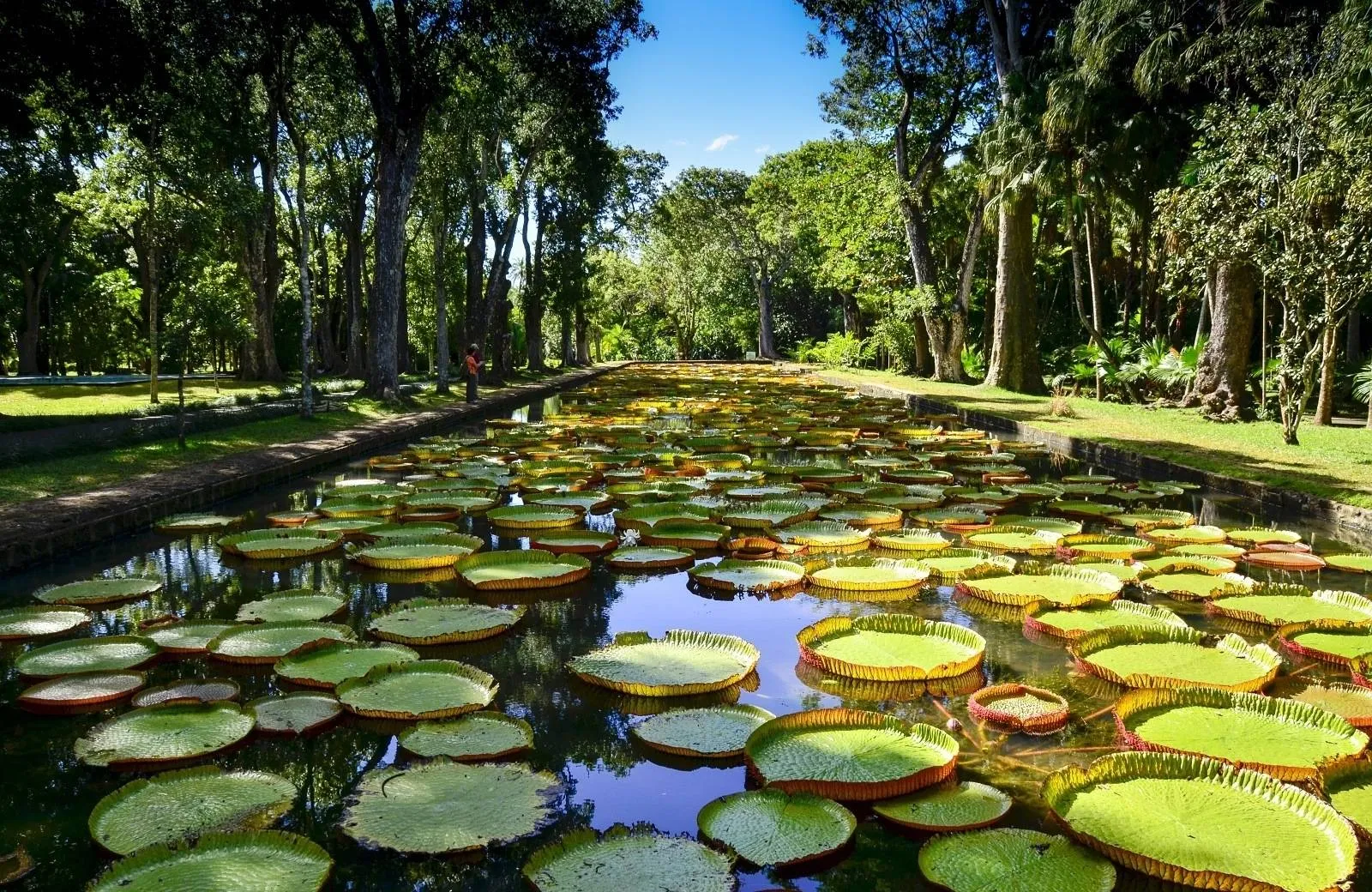 Pamplemousses - Botanical Garden