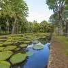 Pamplemousses - Botanical Garden