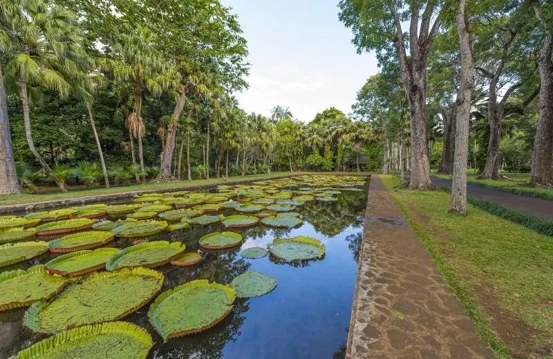Pamplemousses - Botanical Garden
