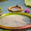 Pamplemousses - Botanical Garden