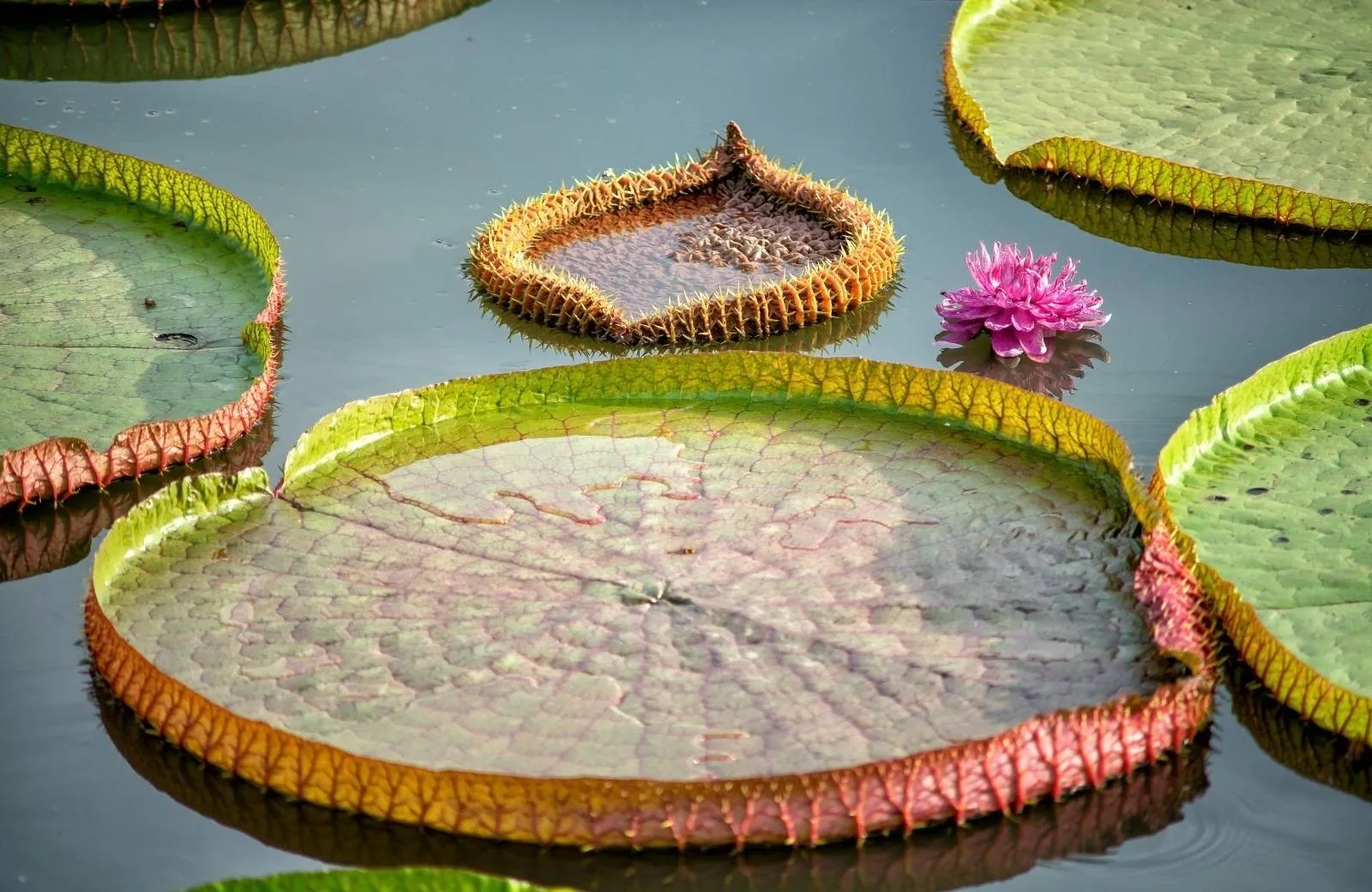 Pamplemousses - botanická záhrada