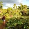 Pamplemousses - Botanical Garden