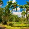 Pamplemousses - Botanical Garden