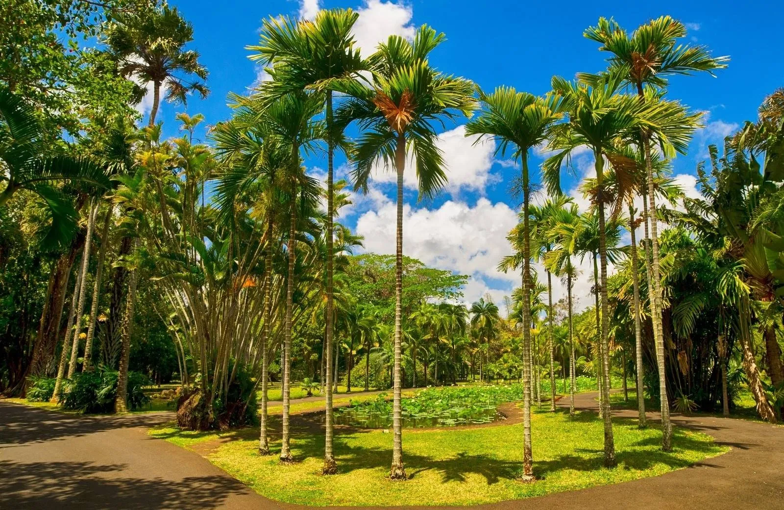 Pamplemousses - Botanical Garden