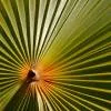Pamplemousses - Botanical Garden