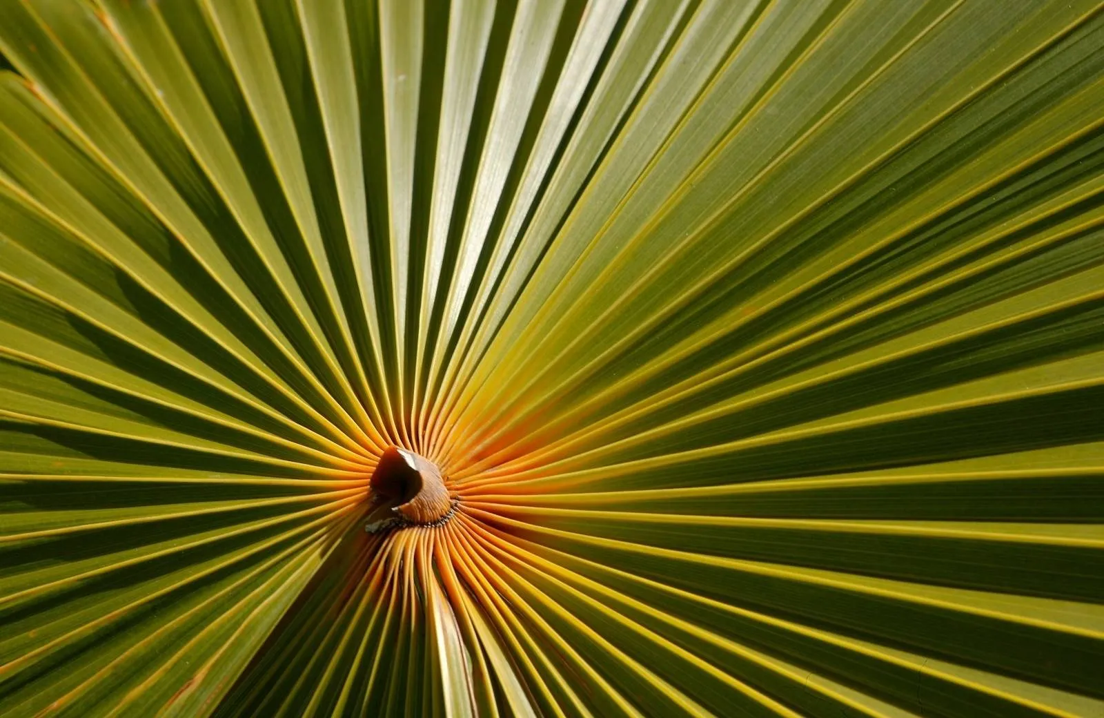 Pamplemousses - Botanical Garden