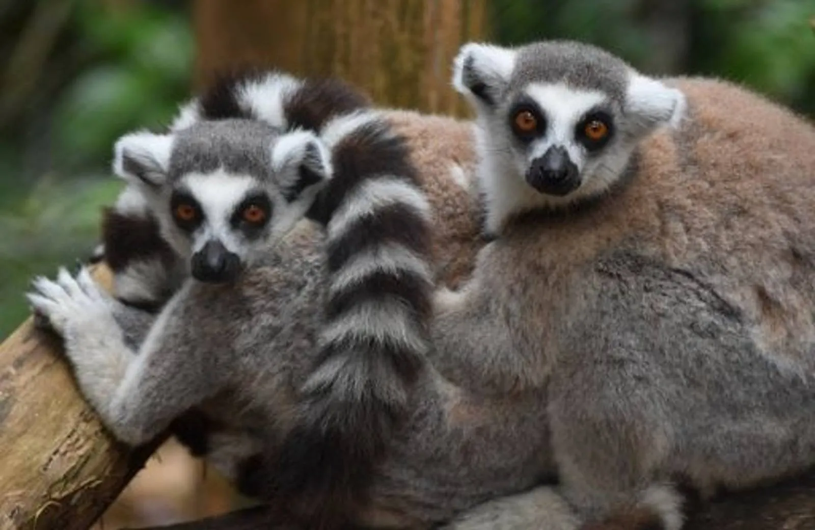 La Vanille Nature Park