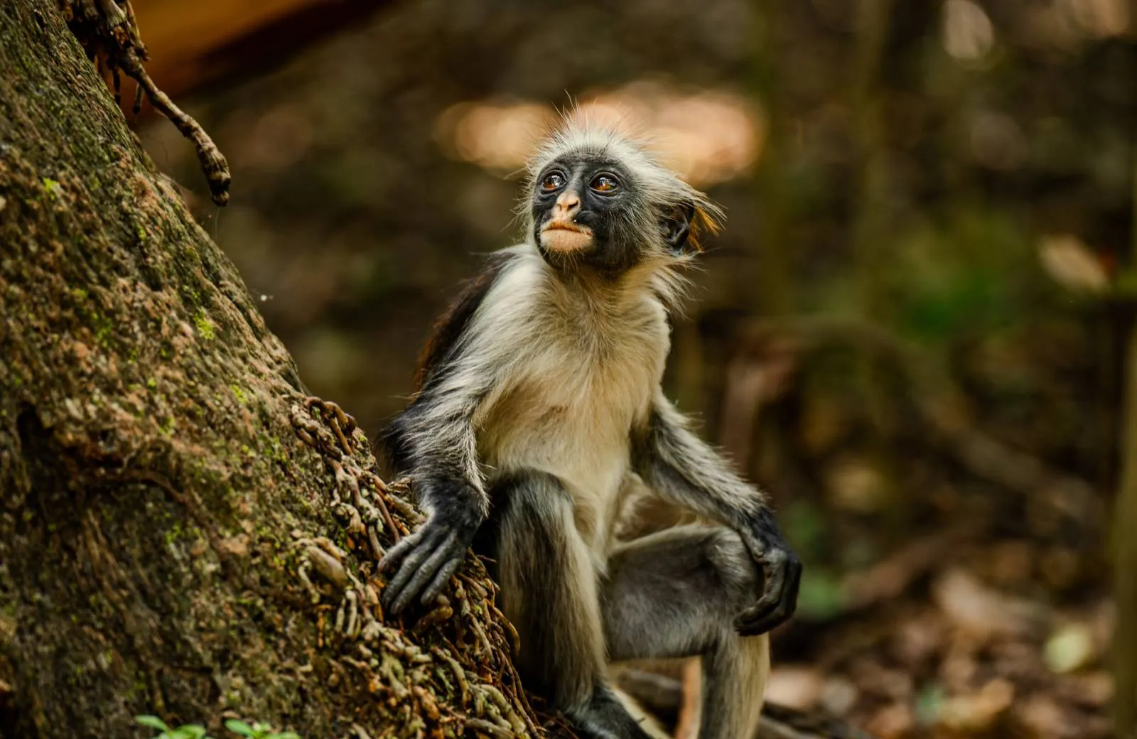 Aktivity a atrakcie Zanzibar
