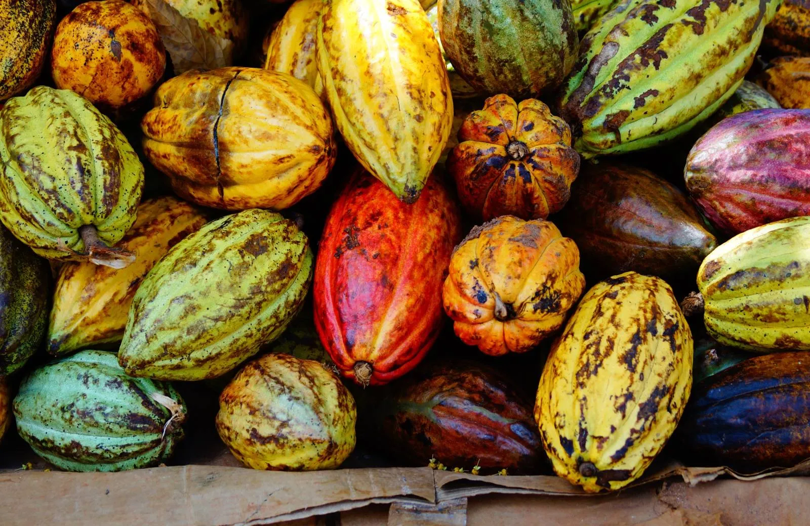 Aktivity a atrakce Dominikánska Republika