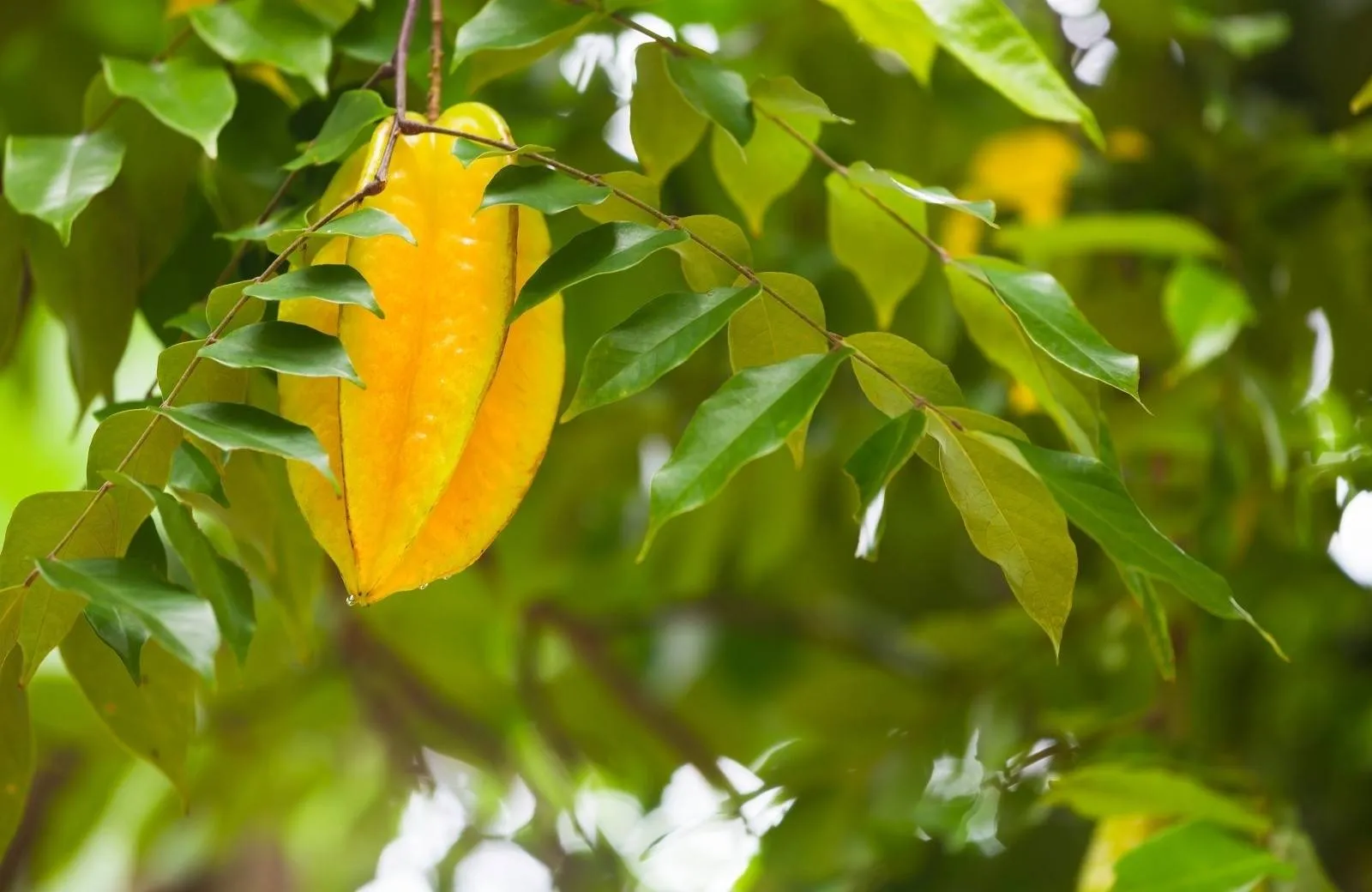 Stravovanie Seychely