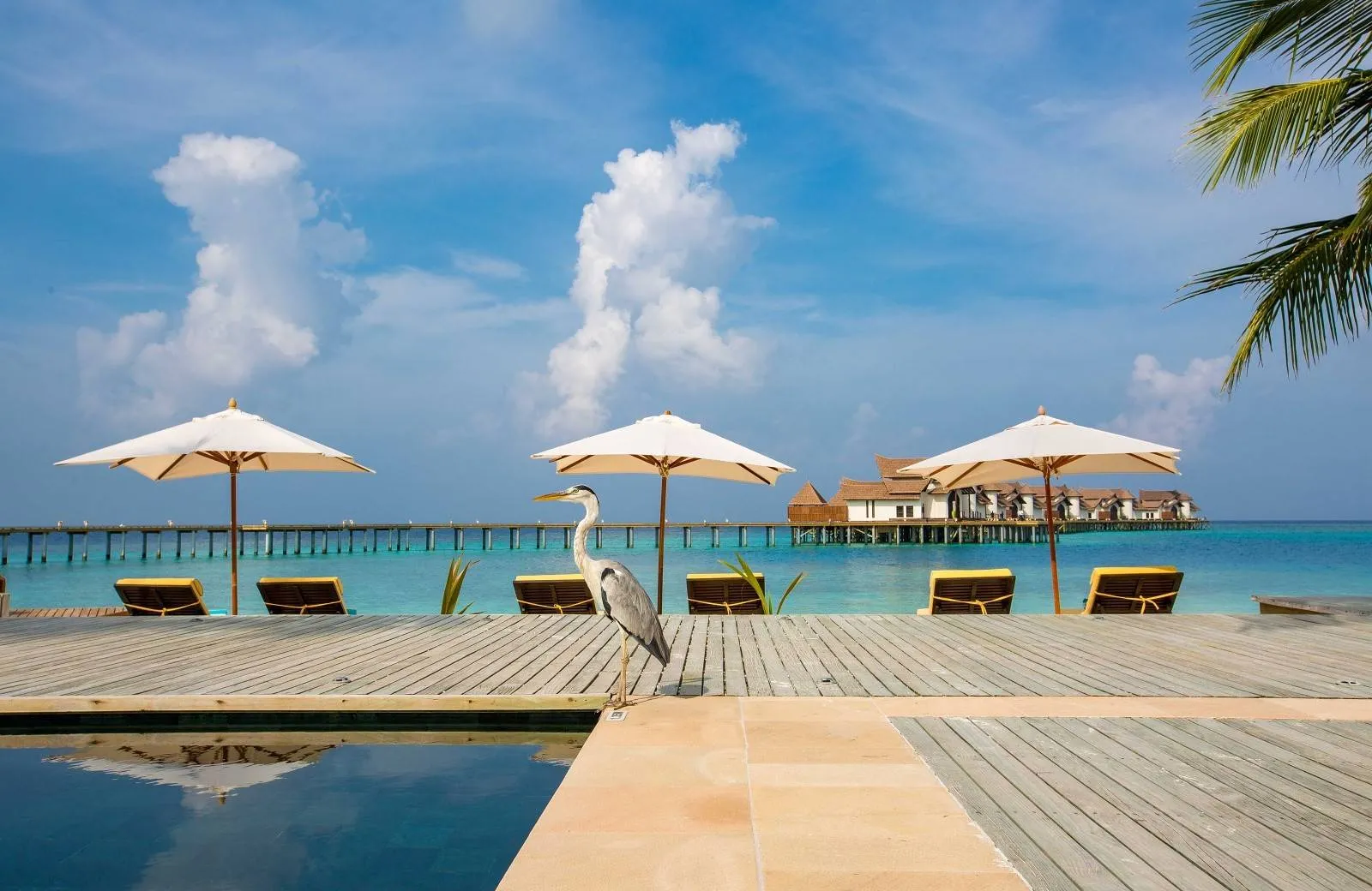 OZEN Reserve Bolifushi 5*