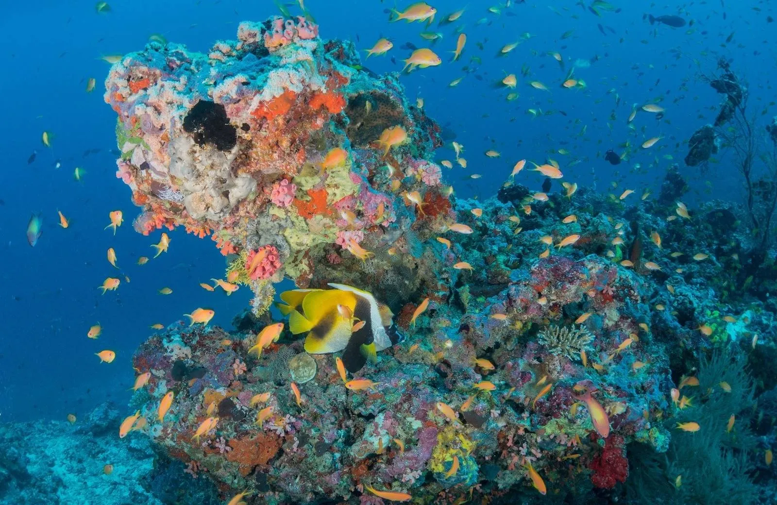 Milaidhoo Island Maldives 5*