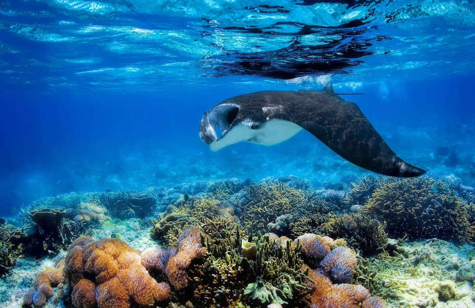 Furaveri Island Resort & Spa 5*