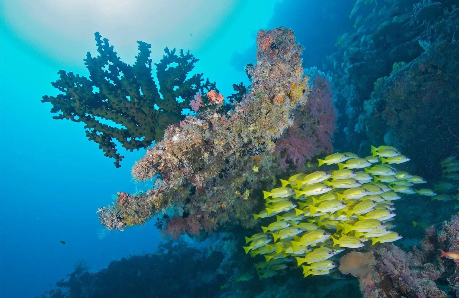 Sun Siyam Vilu Reef 5*