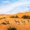 The Ritz-Carlton Ras Al Khaimah, Al Wadi Desert 5*