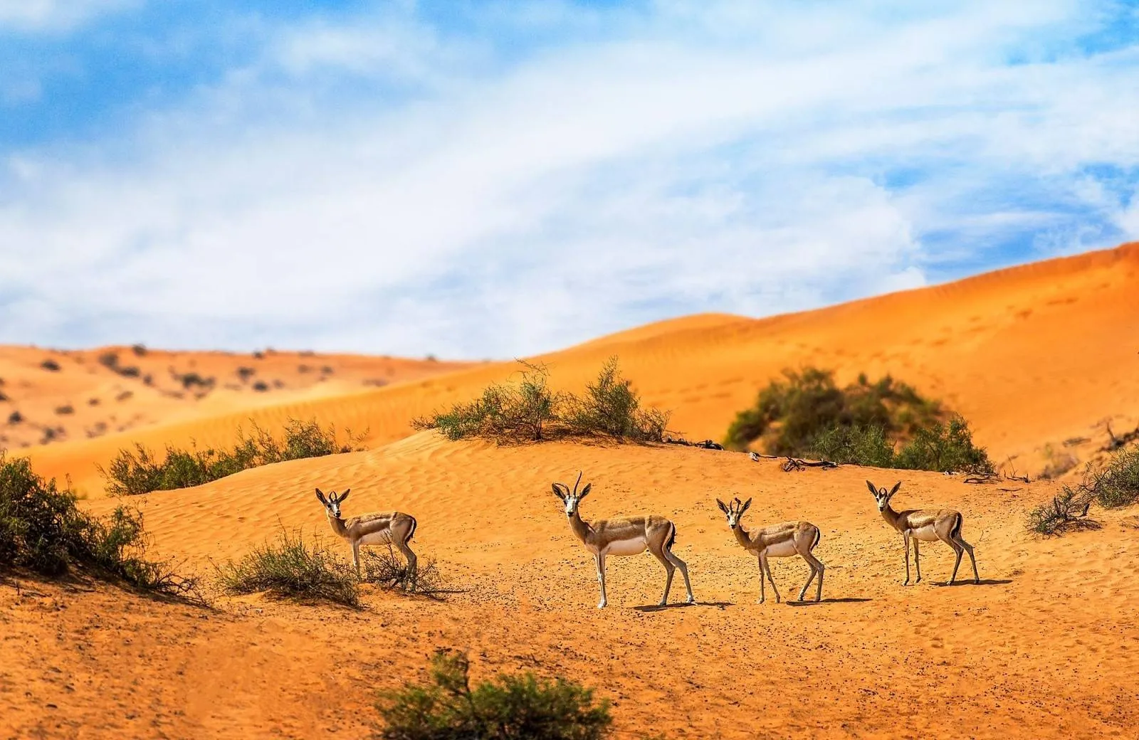 The Ritz-Carlton Ras Al Khaimah, Al Wadi Desert 5*