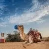The Ritz-Carlton Ras Al Khaimah, Al Wadi Desert 5*
